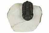 Detailed, Morocops Trilobite - Ofaten, Morocco #181263-1
